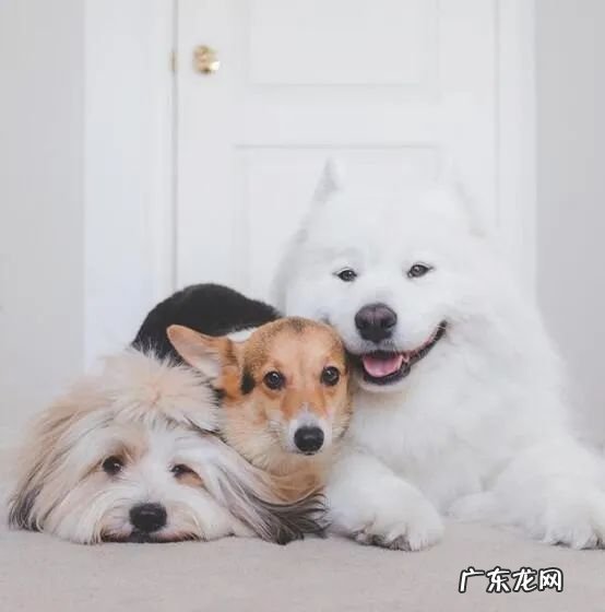 疫情期限内不出门，还务必每一月给狗狗驱虫吗？