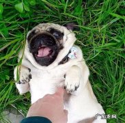 疫情期限内不出门，还务必每一月给狗狗驱虫吗？