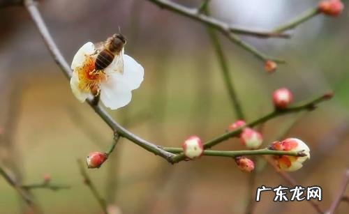 关于风起时的句子 【抖音文案】风起时的唯美句子