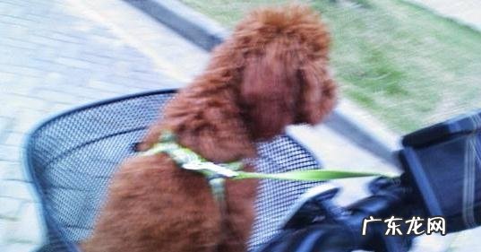 如何训练小狗坐单车 小狗坐单车的方法有什么