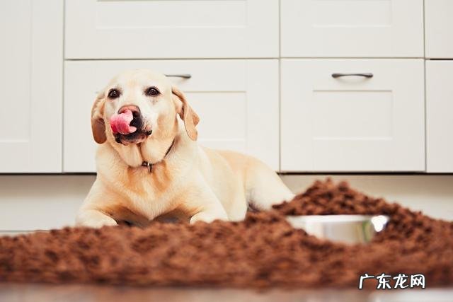 狗狗呕吐的五个原因，情况严重还会继续造成不幸身亡，主人干万要当心