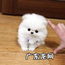 茶杯犬训炼 茶杯犬训炼方法详细介绍