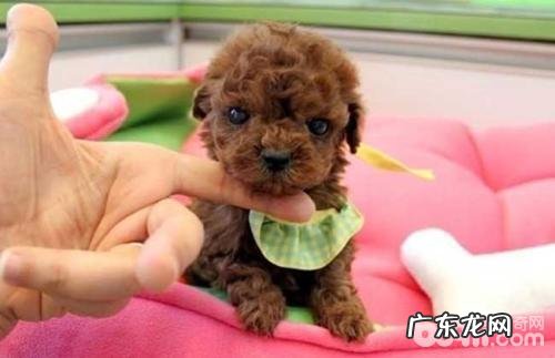 茶杯犬训炼 茶杯犬训炼方法详细介绍