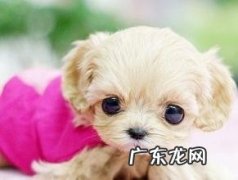 茶杯犬训炼 茶杯犬训炼方法详细介绍