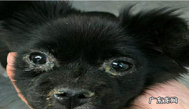 狗狗生病的这类症状,大家都掌握吗?