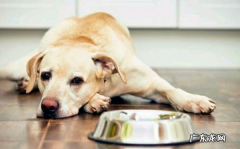 狗狗生病的这类症状，大家都掌握吗?