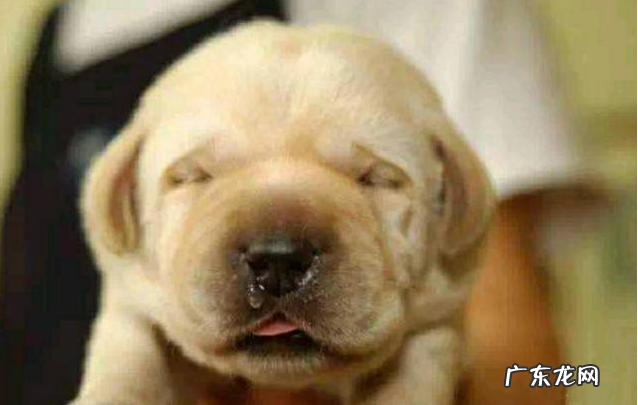 狗狗生病的这类症状,大家都掌握吗?