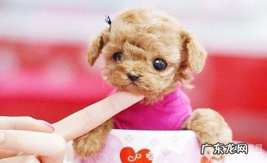 茶杯犬喜爱抓咬家俱如何处理