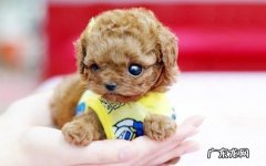 茶杯犬喜爱抓咬家俱如何处理