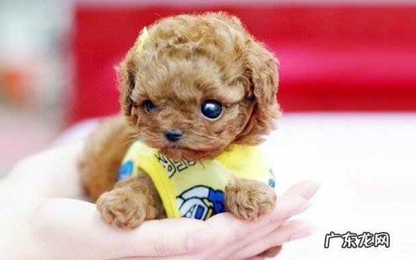 茶杯犬喜爱抓咬家俱如何处理