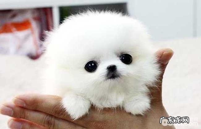 茶杯犬喜爱抓咬家俱如何处理