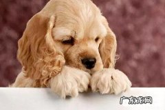 小狗咬人物品 小狗咬人物品该怎么办