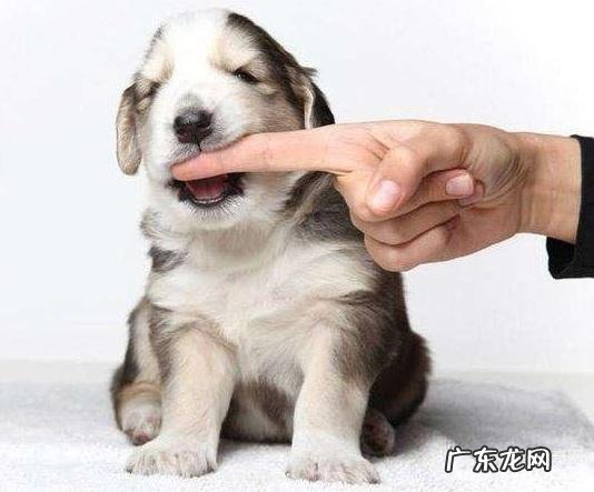 训练小狗不必做这七件事