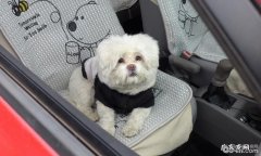 怎样让小狗老老实实乘车，让小狗老老实实乘车的方式有什么？