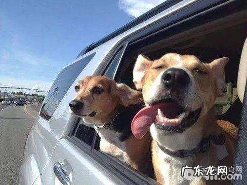 怎样让小狗老老实实乘车，让小狗老老实实乘车的方式有什么？