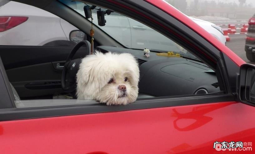 怎样让小狗老老实实乘车，让小狗老老实实乘车的方式有什么？