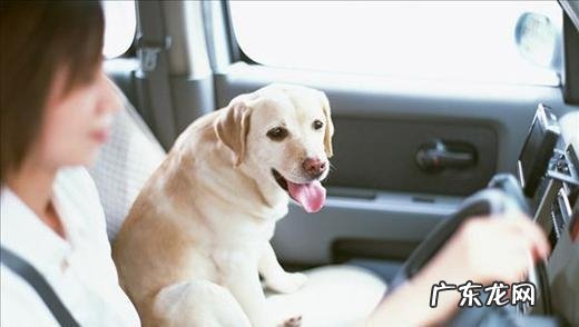 怎样让小狗老老实实乘车，让小狗老老实实乘车的方式有什么？
