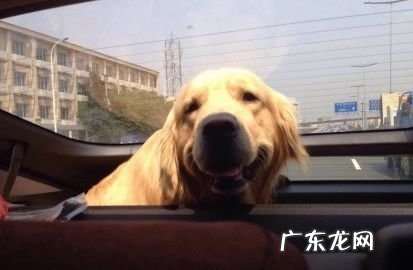 怎样让小狗老老实实乘车，让小狗老老实实乘车的方式有什么？