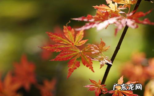 秋天江南烟雨意境好的诗句 【抖音文案】描写秋天意境美的诗句