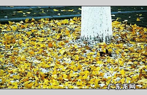 银杏落叶古风诗句 【抖音文案】关于银杏落叶的诗句