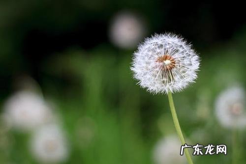 描写蒲公英的优美句子有哲理的 【抖音文案】描写蒲公英的优美语句