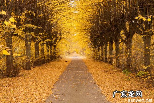 描写秋天清晨的优美句子短句 【抖音文案】描写秋天风景的优美短句