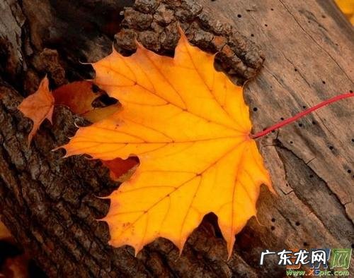 描写秋天优美的句子50字 【抖音文案】描写秋天优美的句子