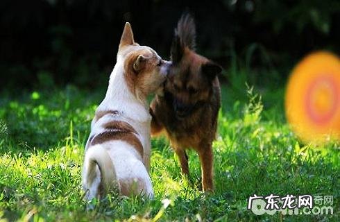 怎样改正狗狗打架的不良习惯?