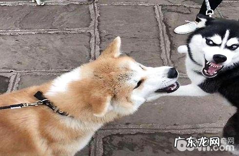 怎样改正狗狗打架的不良习惯?