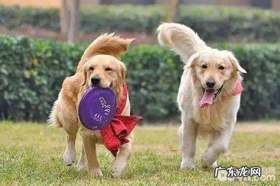 小狗的自学能力好么？