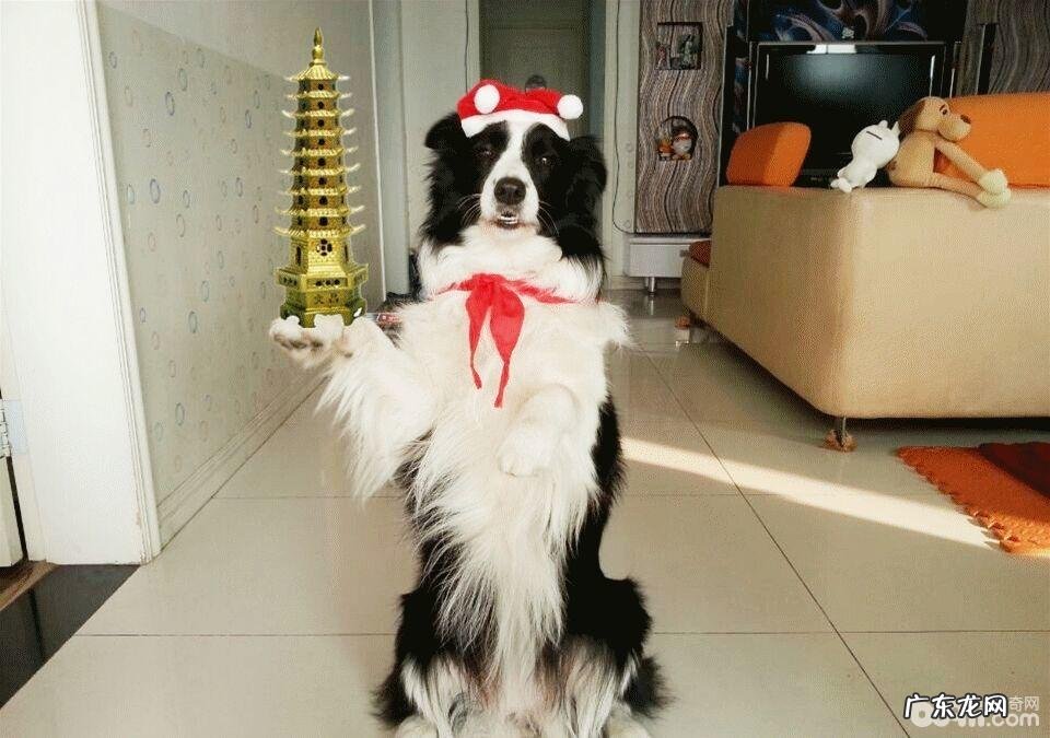 小狗的自学能力好么？