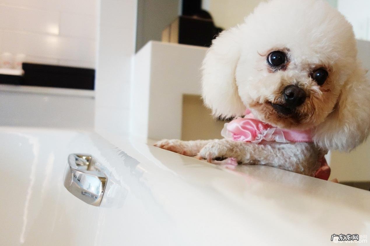 小狗的自学能力好么？