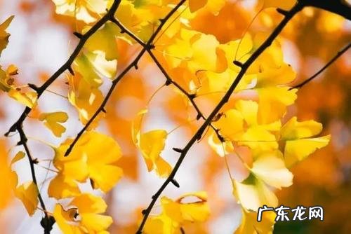 【抖音文案】银杏果的诗句最出名的