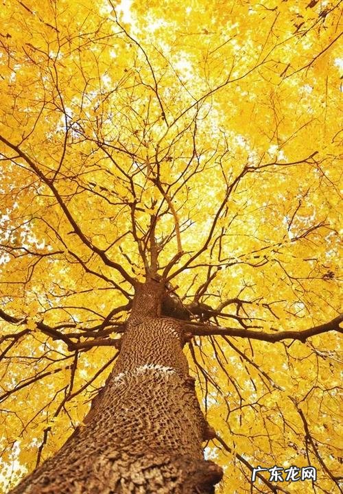 【抖音文案】银杏果的诗句最出名的