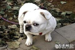 怎样改正小狗的各种不良行为