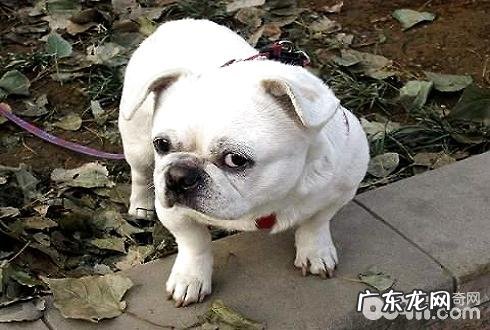 怎样改正小狗的各种不良行为