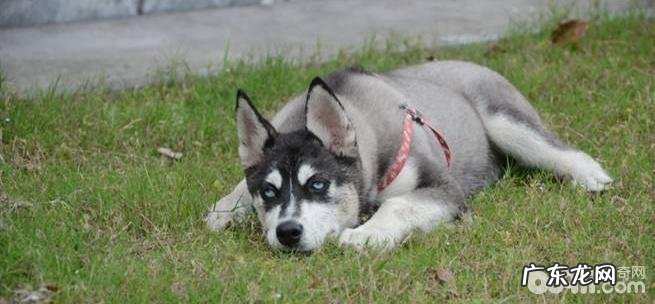 小狗社会性训炼 狗狗怎么训练