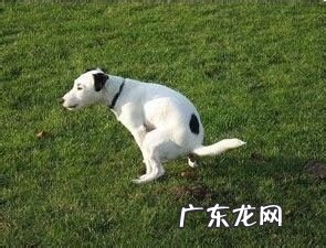 如何训练小狗尿尿小狗乱丢垃圾该怎么办