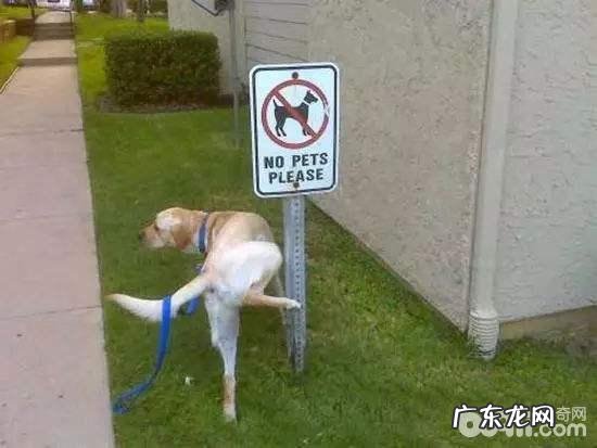 如何训练小狗尿尿小狗乱丢垃圾该怎么办