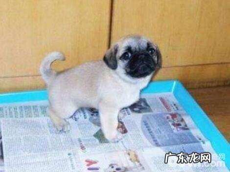 如何训练小狗尿尿小狗乱丢垃圾该怎么办