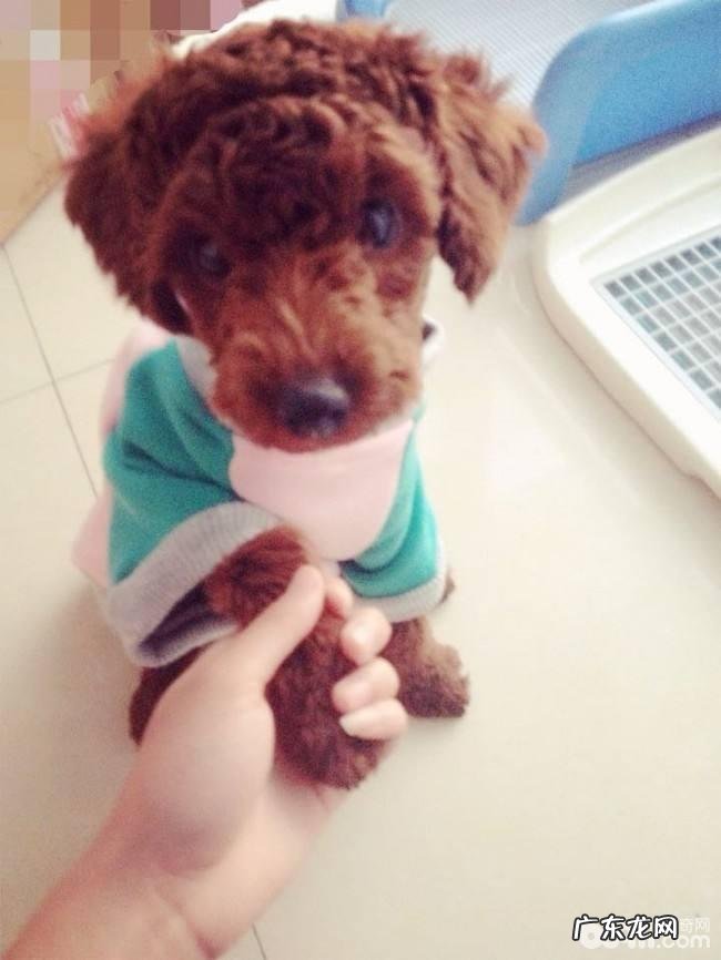 如何教狗狗握手 小狗挥手训炼