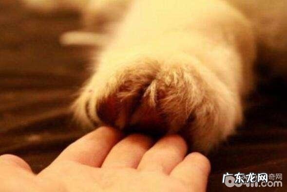 如何教狗狗握手 小狗挥手训炼