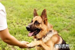 如何教狗狗握手 小狗挥手训炼