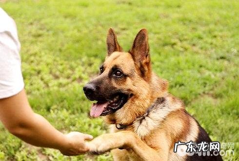 如何教狗狗握手 小狗挥手训炼
