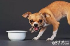 小狗咬牙切齿护食该怎么办？