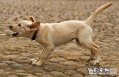 小狗会自身开关门吗？