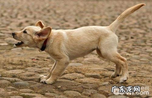 小狗会自身开关门吗？