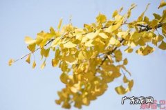 写银杏的唯美句子 【抖音文案】银杏唯美句子发朋友圈