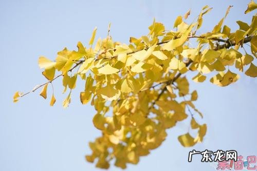 写银杏的唯美句子 【抖音文案】银杏唯美句子发朋友圈