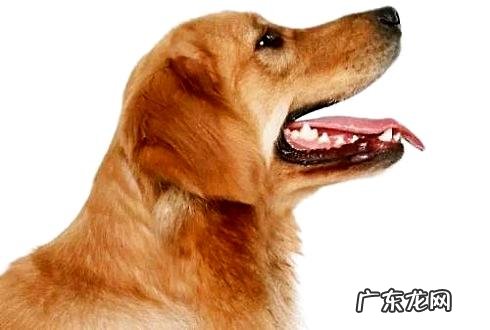 小狗叫个不停该怎么办？小狗叫个不停如何改正